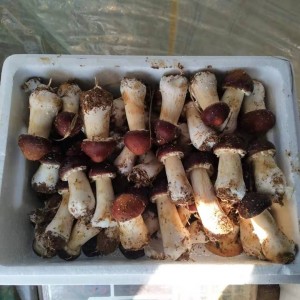 大球盖菇-5斤装