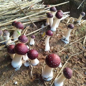 大球盖菇-5斤装