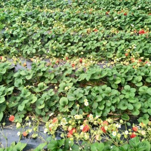 草莓-5斤装