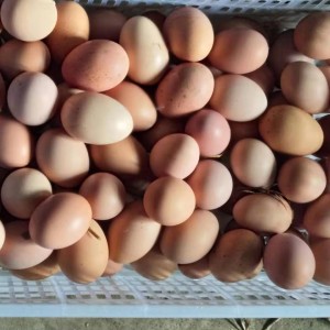 正宗农村土鸡蛋-50个