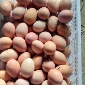 正宗农村土鸡蛋-50个