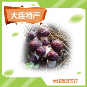 大球盖菇-5斤装