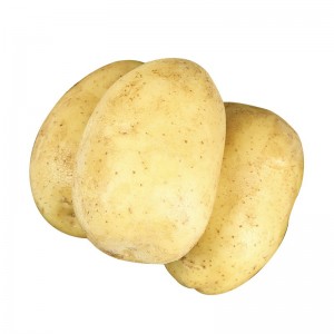 鲜土豆