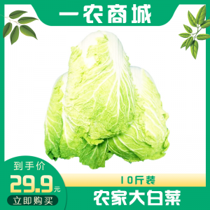 农家大白菜