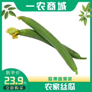 农家丝瓜
