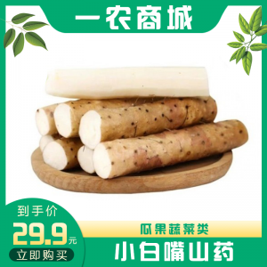 小白嘴山药