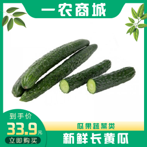 新鲜长黄瓜