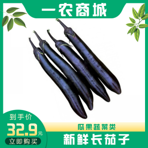 新鲜长茄子