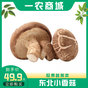 东北小香菇