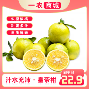 皇帝柑