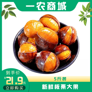 板栗大果