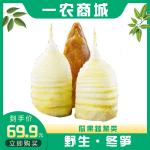 冬笋