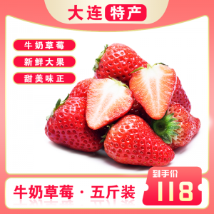 草莓-5斤装