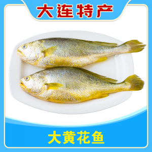 大黄花鱼